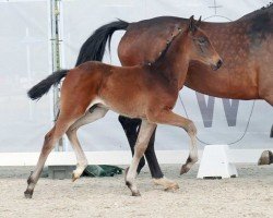 dressage horse Valentiano B (Westphalian, 2023, from Vision)