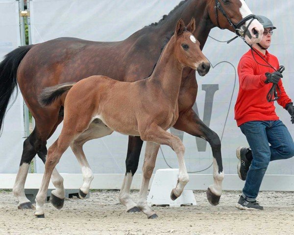 dressage horse Bia (Westphalian, 2023, from Be Sure)