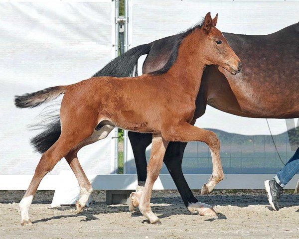 dressage horse Vincerò (Westphalian, 2023, from Va' Pensiero)