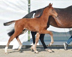 dressage horse Vincerò (Westphalian, 2023, from Va' Pensiero)