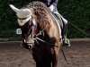 dressage horse Tanganica Cor (Cruzado-Espanol, 2017)