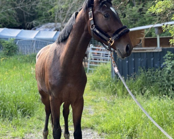 jumper Harley S. S. (Oldenburg show jumper, 2022, from Hardrock Z)