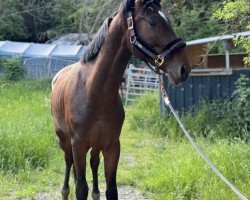 Pferd Harley S. S. (Oldenburger Springpferd, 2022, von Hardrock Z)