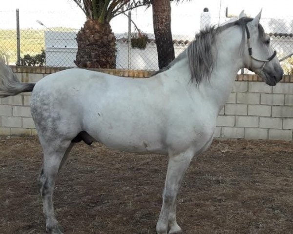 Pferd Ingenuo (Pura Raza Espanola (PRE), 2009)