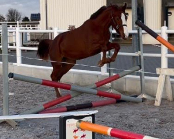 Springpferd Kalanera (Holsteiner, 2021, von Keaton HV)