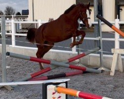 dressage horse Kalanera (Holsteiner, 2021, from Keaton HV)