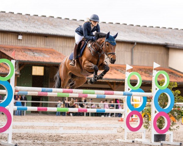 jumper Miregina (KWPN (Royal Dutch Sporthorse), 2017, from Glasgow van het Merelsnest)