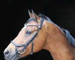 dressage horse Leo (German Riding Pony, 2004, from Graslahof's Dancer)