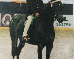 broodmare Rosedale Marionette (Welsh-Pony (Section B), 1989, from Rosedale Mohican)