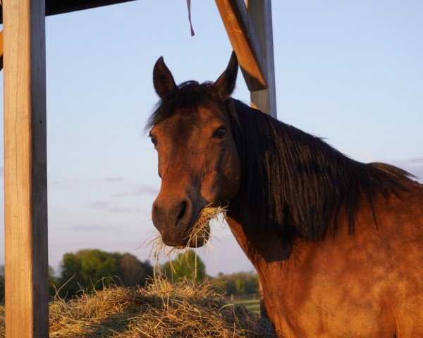 broodmare Gwen (German Riding Pony, 2004, from Ombre)