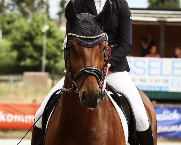 dressage horse Bel Ami 88 (Hanoverian, 2015, from Belissimo NRW)