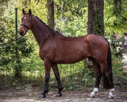 dressage horse Ronaldo 243 (German Warmblood, 2011, from Rubidon)