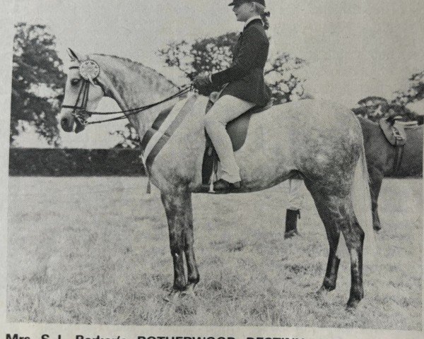 broodmare Rotherwood Destiny (British Riding Pony, 1972, from Cusop Dignity)