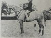 Zuchtstute Rotherwood Destiny (British Riding Pony, 1972, von Cusop Dignity)