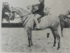 broodmare Rotherwood Destiny (British Riding Pony, 1972, from Cusop Dignity)