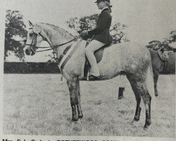 broodmare Rotherwood Destiny (British Riding Pony, 1972, from Cusop Dignity)