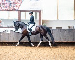 dressage horse Fünkchen Glück 2 (Westphalian, 2020, from Fidertanz)