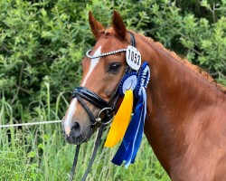 dressage horse Nelson ME (Deutsches Reitpony, 2014, from Nacromancer in the dark)