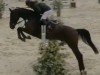 Springpferd U`Brain von Barlo (Westfale, 2019, von United Touch S)