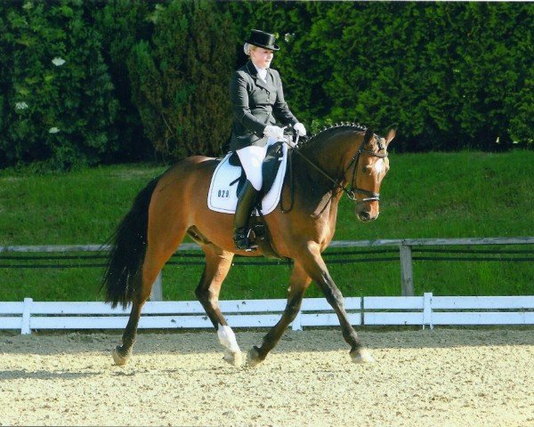 dressage horse Cuba Libre 24 (Hanoverian, 2002, from Carismo II 123 FIN)