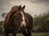 dressage horse Luke Skydancer (Hanoverian, 2012, from Londontime)