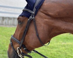 jumper London's Canyon (Oldenburg show jumper, 2014, from London)