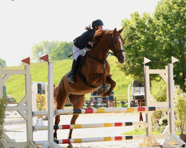 jumper Alabama Dena Z (Zangersheide riding horse, 2019, from Asca Z)