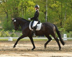 dressage horse Indigo (Trakehner, 2014, from Schwarzgold)