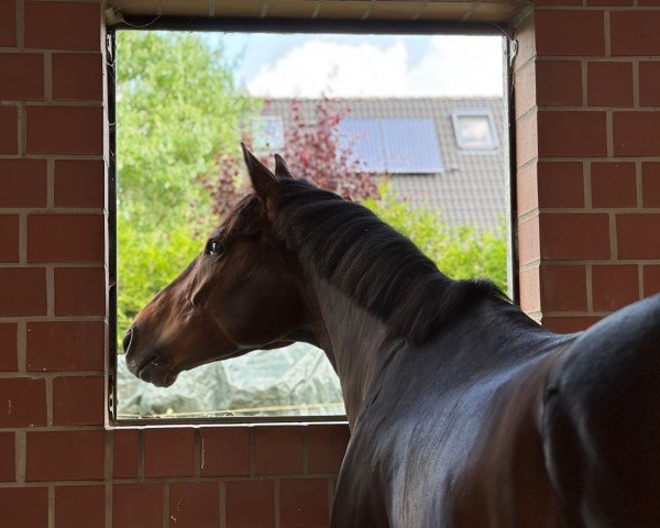 dressage horse Del Monte 7 (Hanoverian, 2019, from D'Olympus)