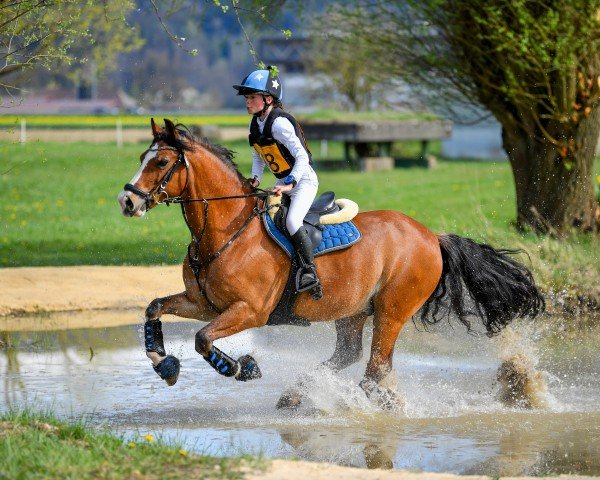 Springpferd Pretoria Roswell (Welsh, 2012, von H-S Lord Thomas)