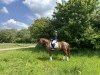 dressage horse Bellino A (Rhinelander, 2016, from Belissimo NRW)