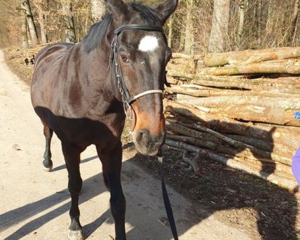 Pferd Tip Top 25 (Schwedisches Warmblut, 2006, von Pomme Royal)