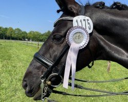 dressage horse Delia Delight (Hanoverian, 2012, from Don Index)