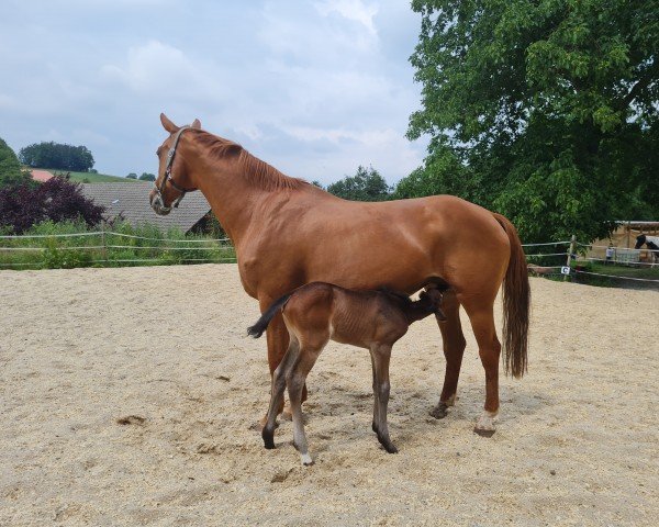 broodmare Latika (German Sport Horse, 2004)