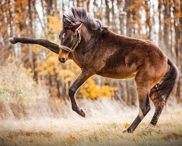 Dressurpferd Linaya (Deutsches Sportpferd, 2022, von Decurio 3)