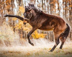 dressage horse Linaya (German Sport Horse, 2022, from Decurio 3)