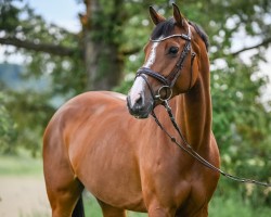 jumper Little Queen VII (German Warmblood, 2016, from Cesano)