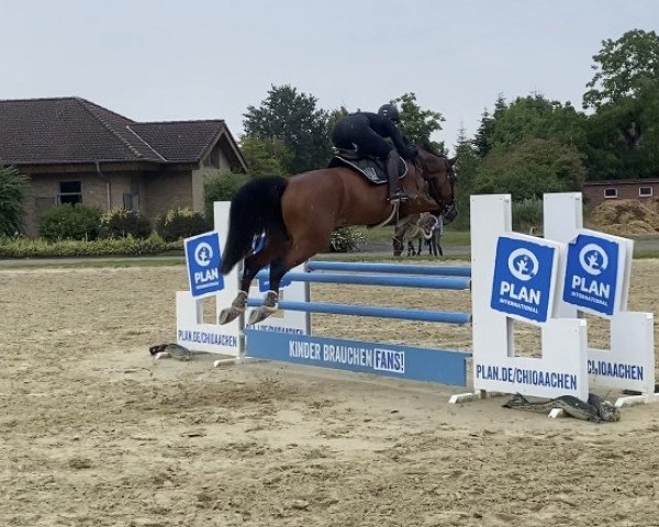 jumper Quantina B (Hanoverian, 2017, from Qualito)