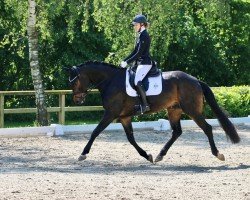 dressage horse Fidenzio (Hanoverian, 2017, from For Romance II)