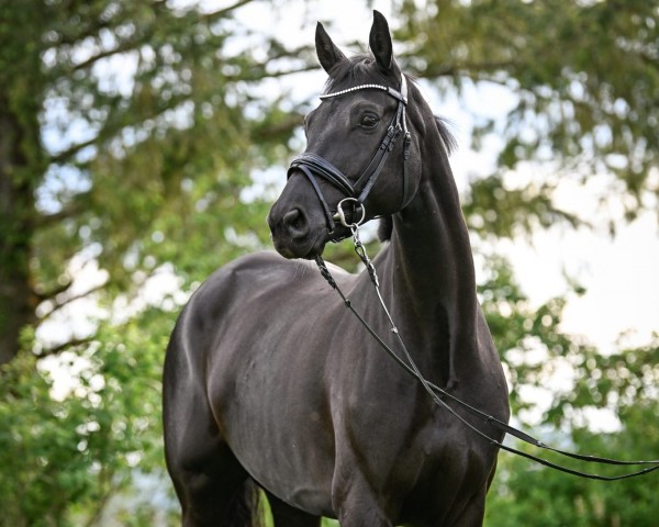 Dressurpferd D'Aristide (Württemberger, 2015, von Dante Weltino Old)