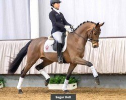 dressage horse Sugarbaby (Rhinelander, 2016, from Sir Heinrich OLD)