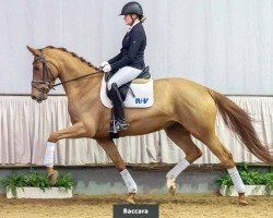 dressage horse Baccara (Hanoverian, 2016, from Borsalino)