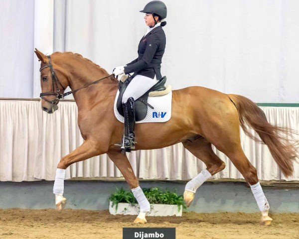 dressage horse Dijambo (Westphalian, 2015, from Dankeschön)