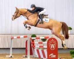 jumper Flying Spur (Oldenburg show jumper, 2015, from For Pleasure)