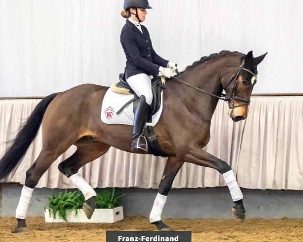 dressage horse Franz - Ferdinand H (Rhinelander, 2015, from Fürsten-Look)