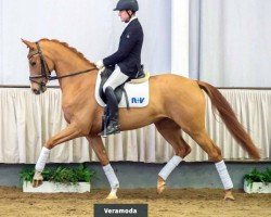 dressage horse Veramoda (Westphalian, 2017, from Vivaldi)