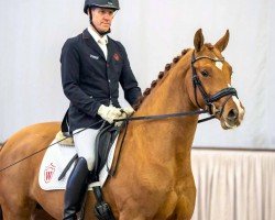 stallion Bombino Bianco (Westphalian, 2017, from Callaho's Benicio)