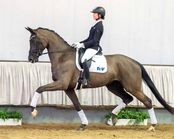 dressage horse Bailanda (Westphalian, 2016, from Bon Coeur)