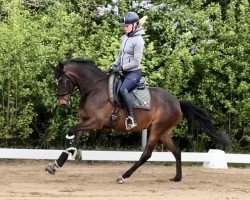 dressage horse Glückskind 12 (German Riding Pony, 2020, from Glück Auf A)