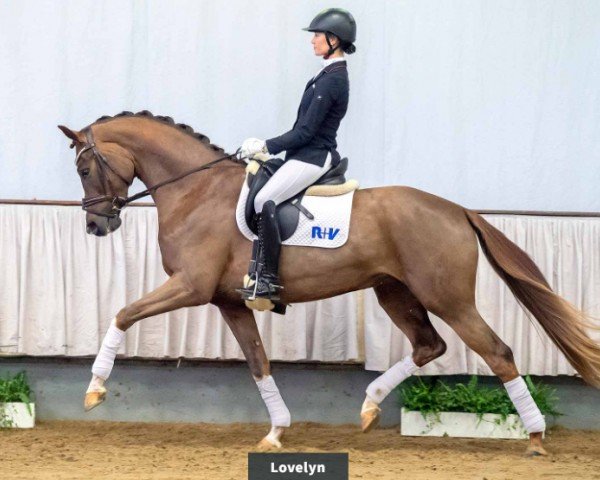 dressage horse Klette (Westphalian, 2017, from Libertad FRH)